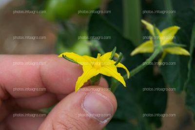 Inflorescencia masculina de jitomate