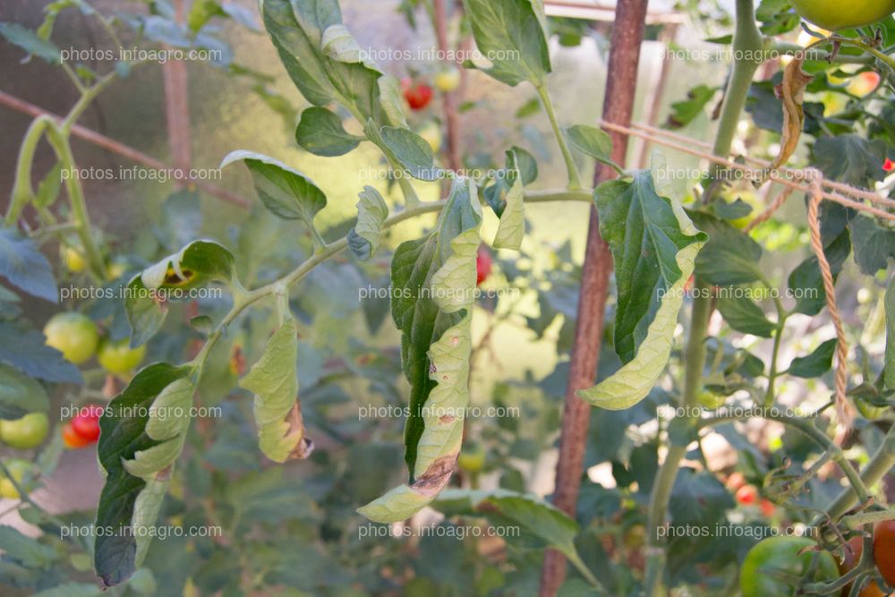 Hojas cerradas de tomate