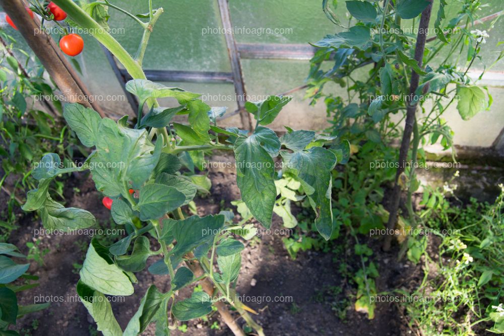 Planta de jitomate con sintomatología