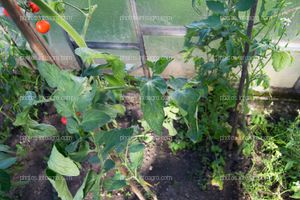 Planta de jitomate con sintomatología