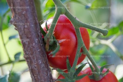 Tomate