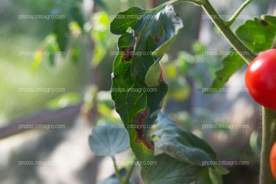 Clorosis en tomate