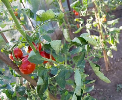 Hojas de tomate cerradas