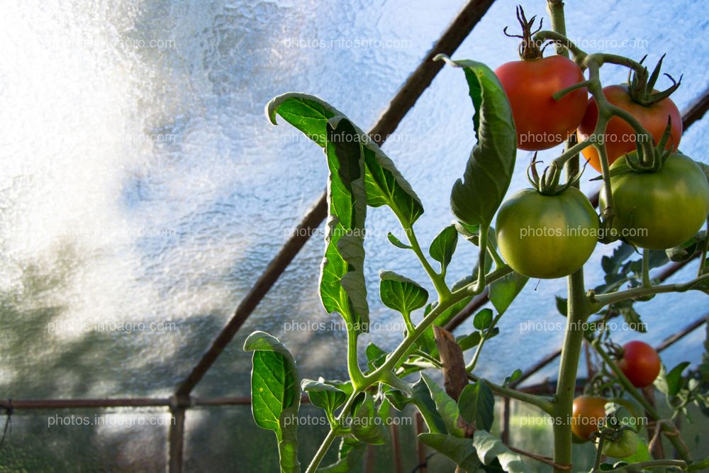 Tomate en invernadero