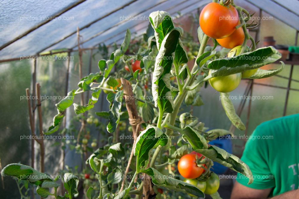 Sensibilidad a herbicida en tomate