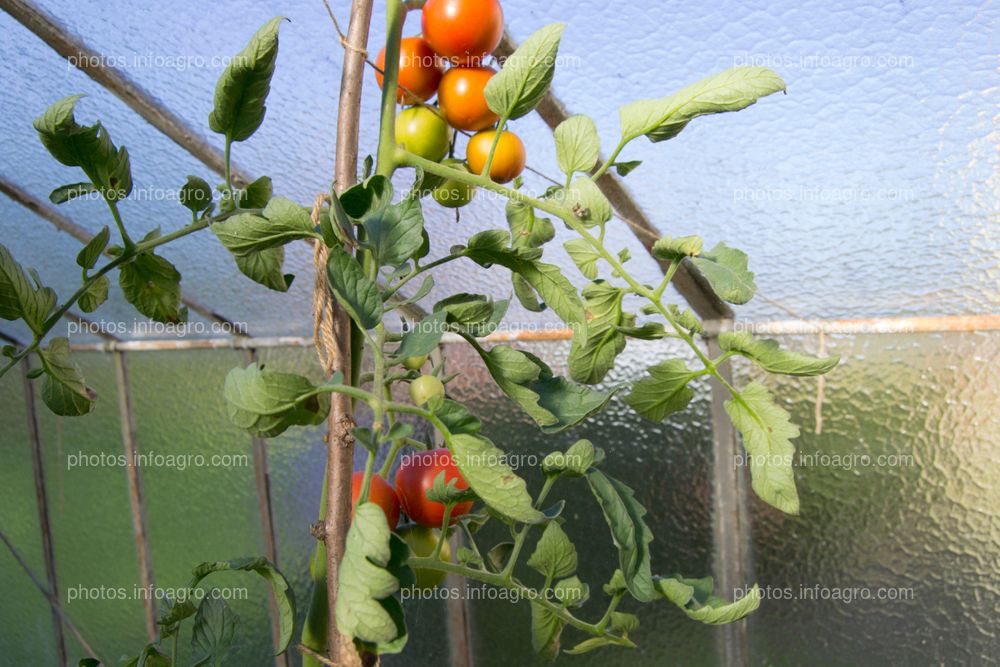 Planta de tomate