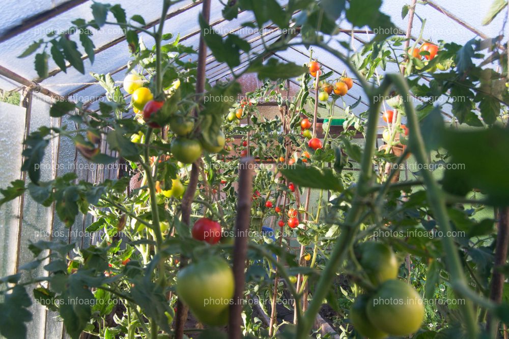 Plantas de tomate