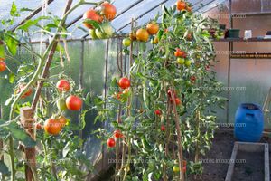 Tomate en invernadero de cristal