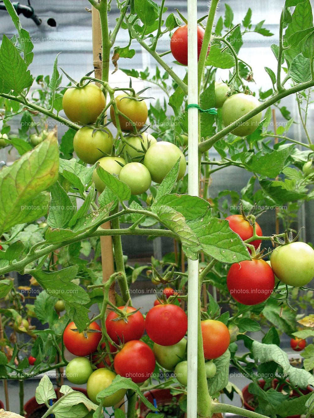 Cultivo de tomate