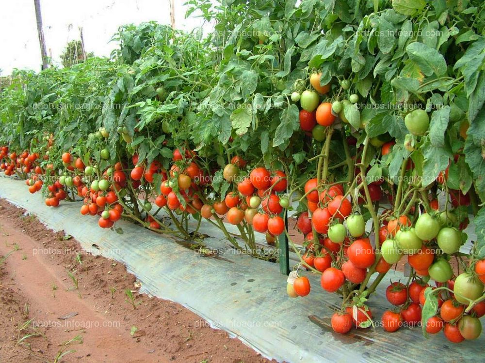 Encamado de tomate
