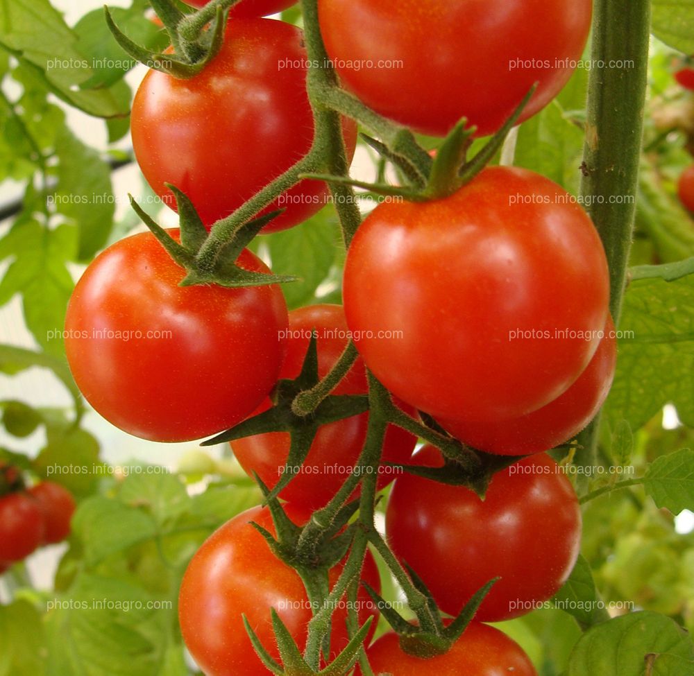 Tomate redondo rojo