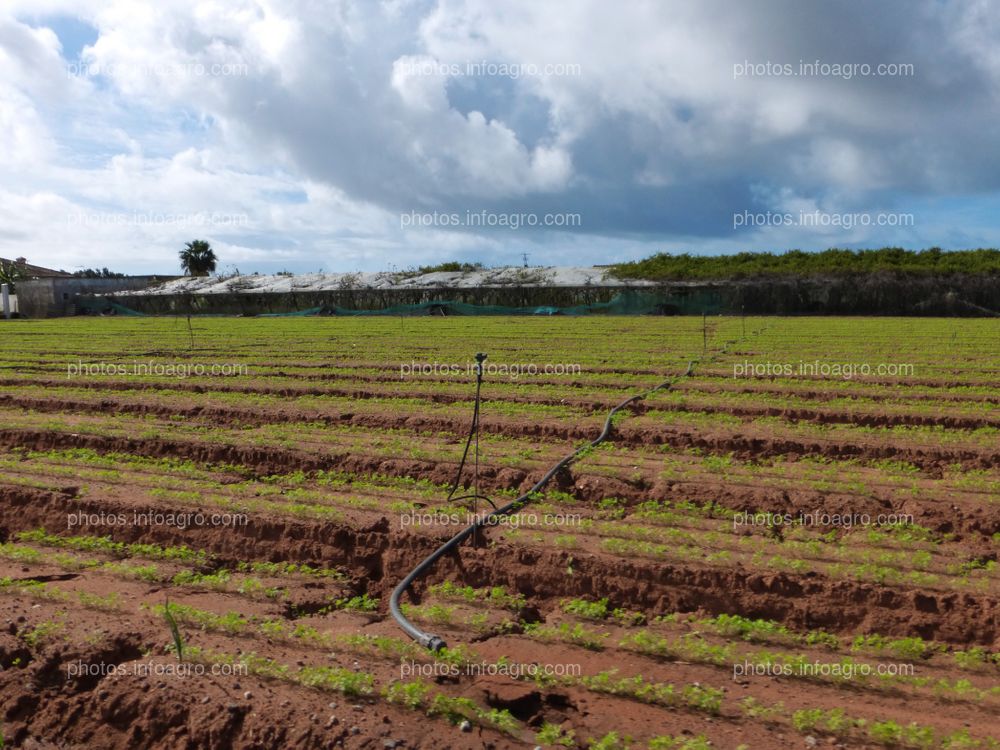 Campo cultivado de zanahorias