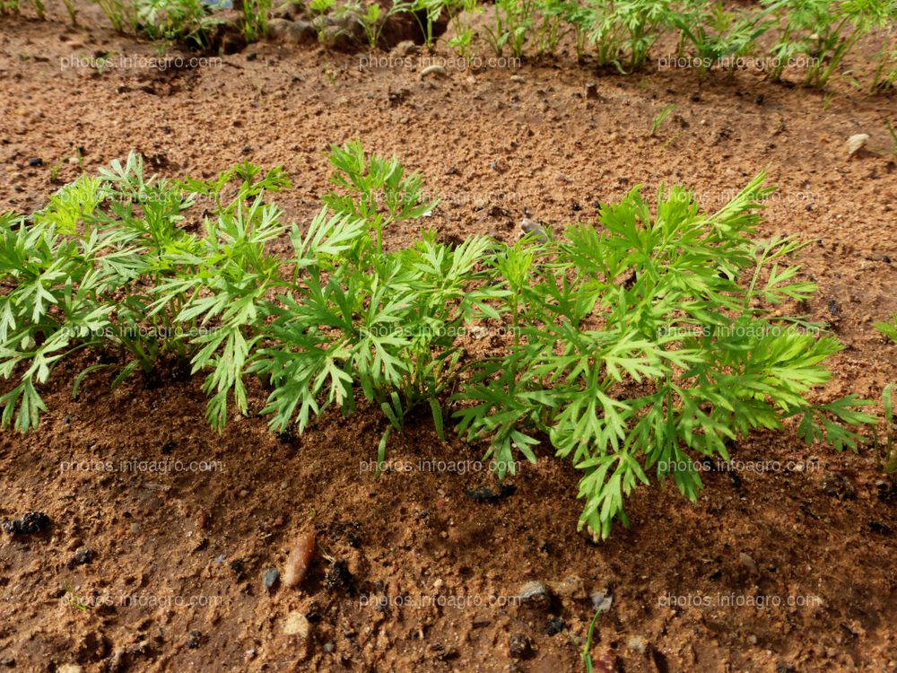 Plantas de zanahorias