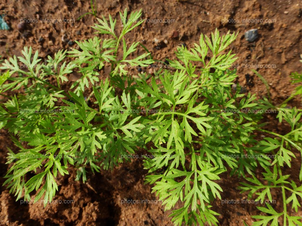 Daucus carota L.