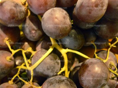 Uvas negras