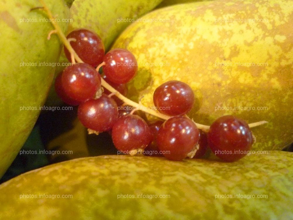 Vitis vinífera L.