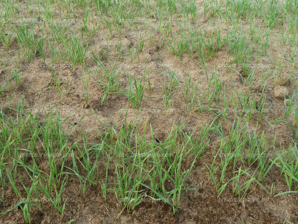 Plantas de trigo en campo