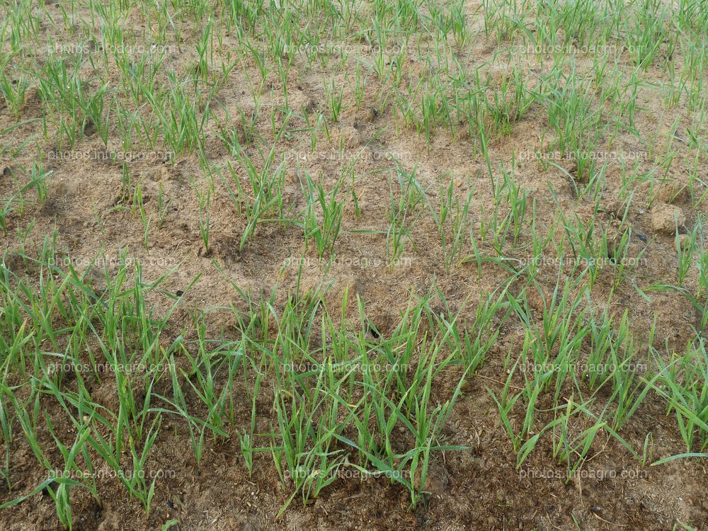 Plantas de trigo en campo