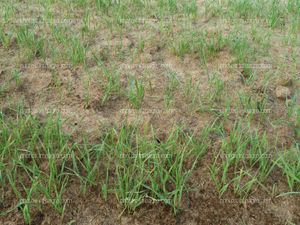 Plantas de trigo en campo