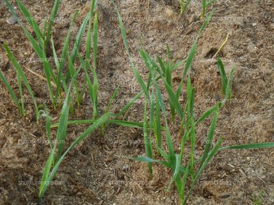 Triticum spp.