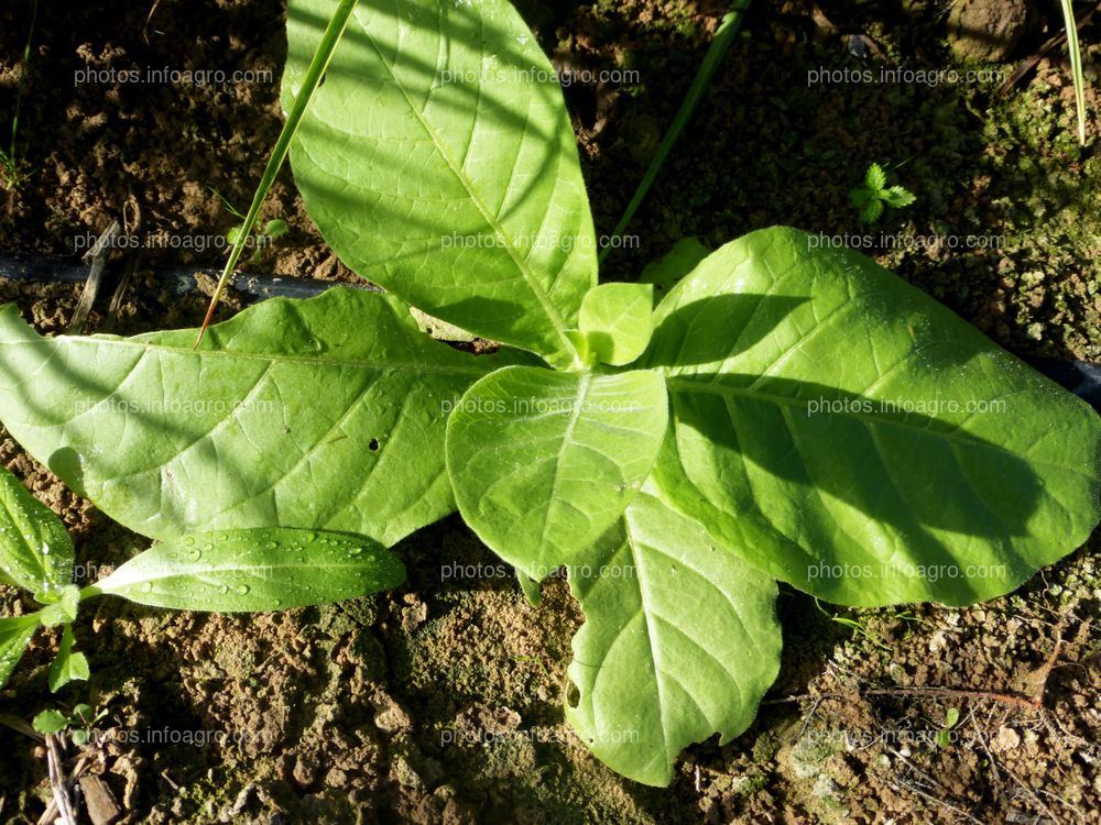 Planta de tabaco