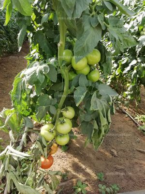 Proyecto Final Cultivo de Tomáte