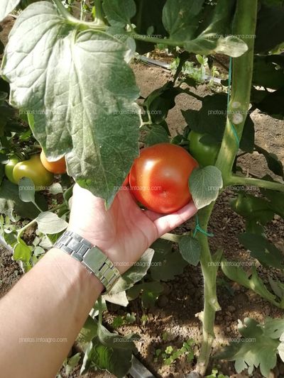 Proyecto Final Cultivo de Tomáte