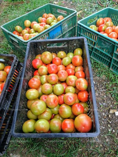 Proyecto Final Cultivo de Tomáte