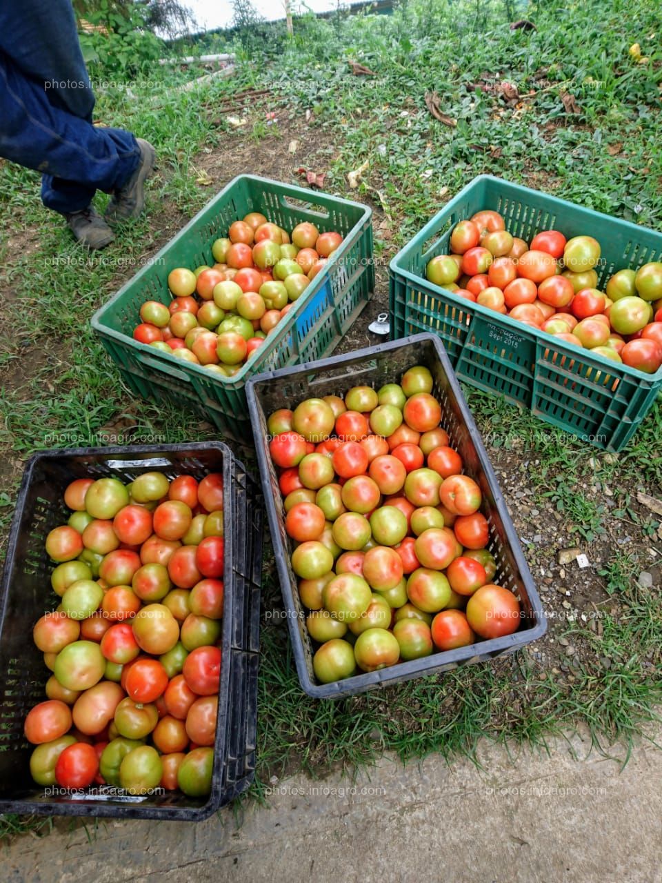 Proyecto Final Cultivo de Tomáte