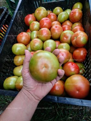 Proyecto Final Cultivo de Tomáte