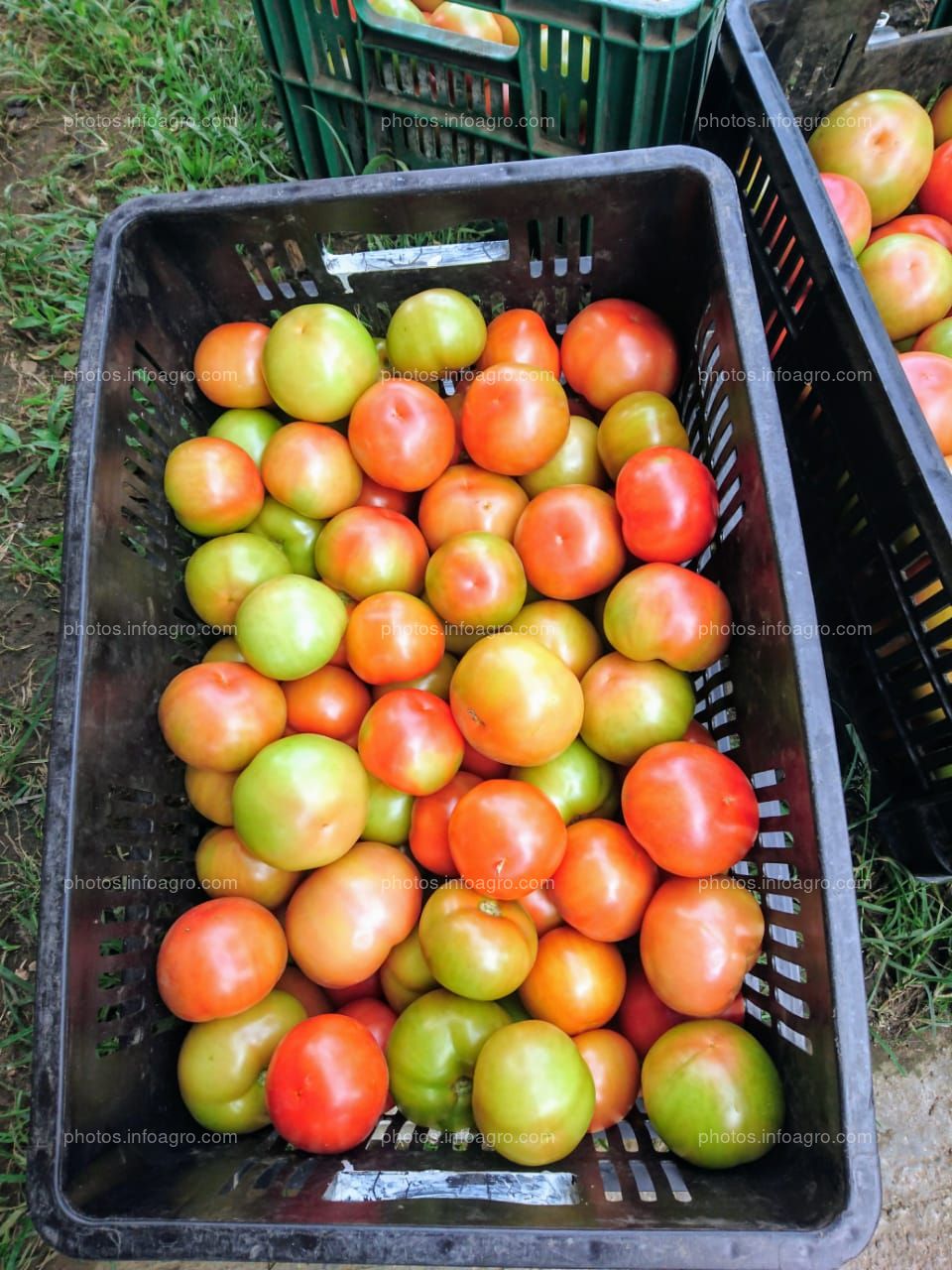 Proyecto Final Cultivo de Tomáte