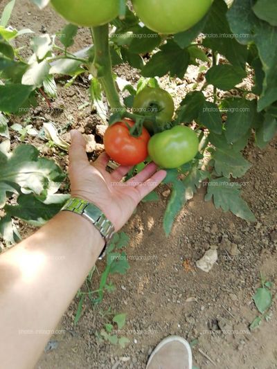 Proyecto Final Cultivo de Tomáte