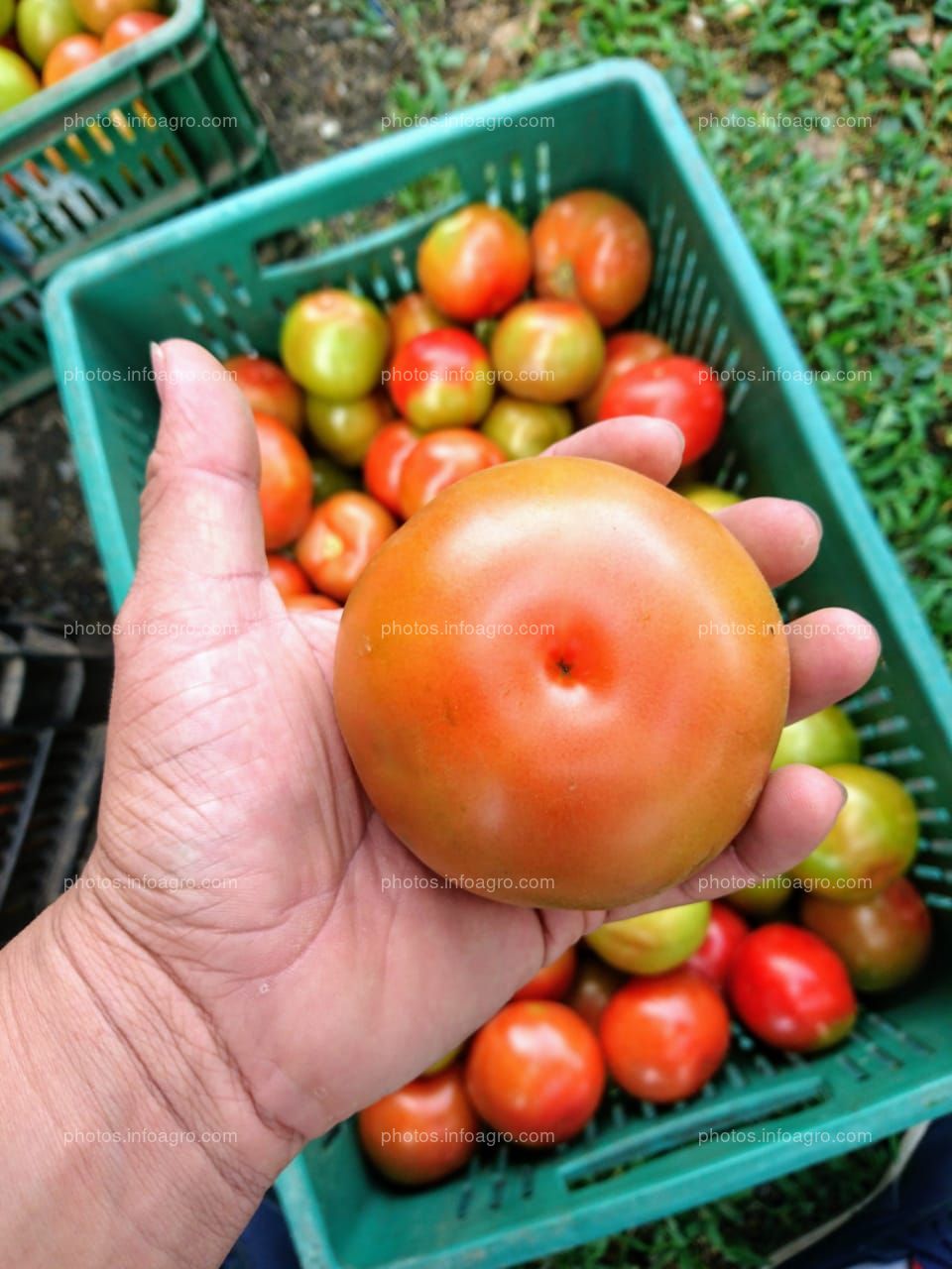 Proyecto Final Cultivo de Tomáte