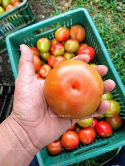 Proyecto Final Cultivo de Tomáte