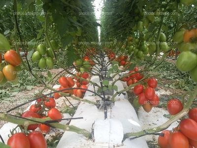 Cultivo de tomate hidropónico