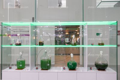 Cultivos de microalgas en el laboratorio del MaAVi Innovation Center de Kimitec Group