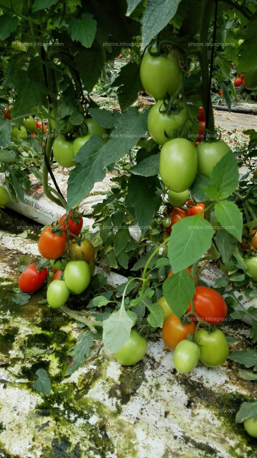 Tomate hidropónico