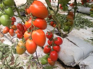 Tomate tipo pera hidropónico