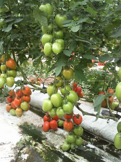 Cultivo hidropónico de tomate