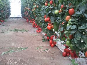 Invernadero con cultivo sin suelo