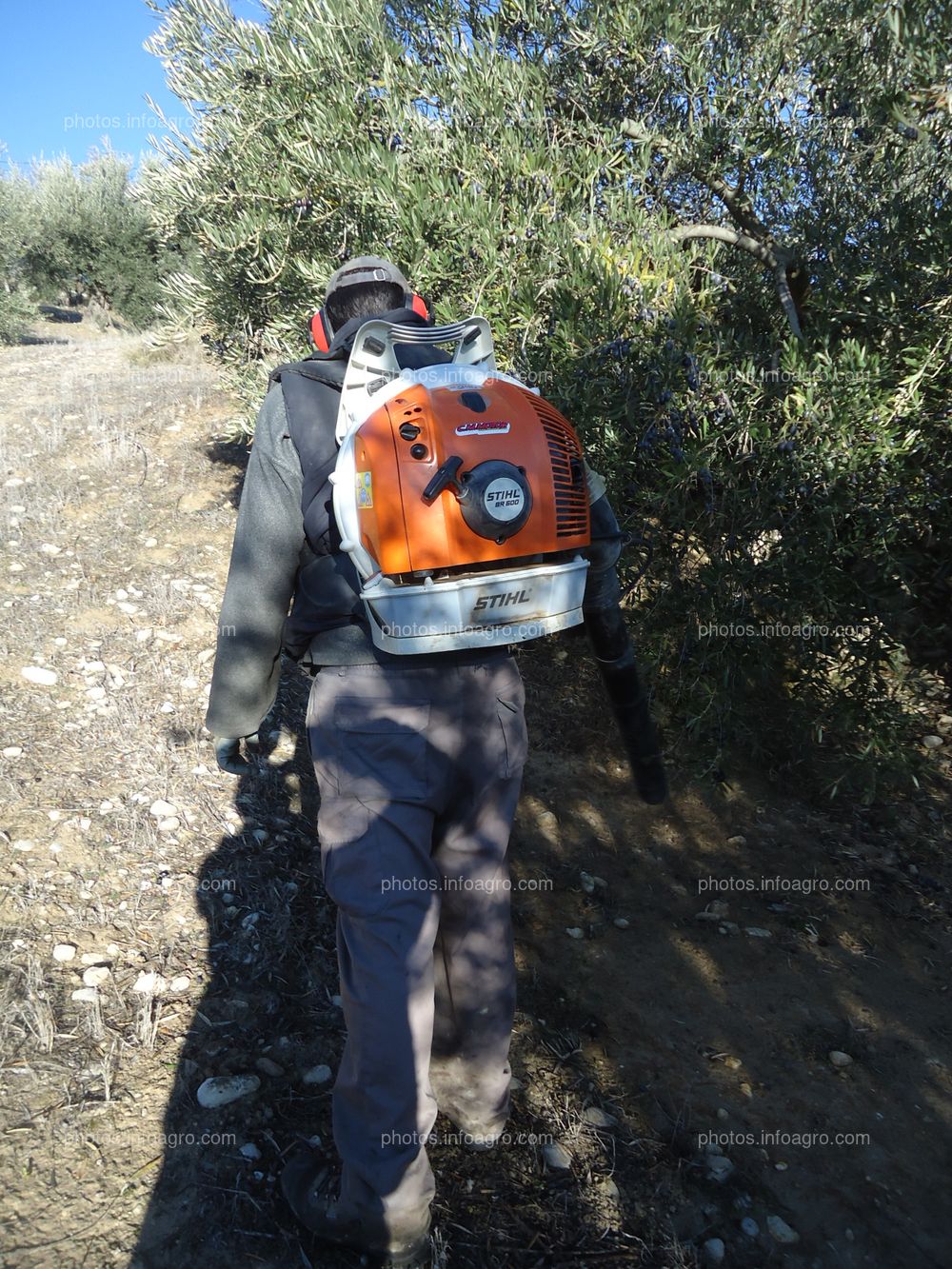 Preparación del campo para la recogida de aceituna