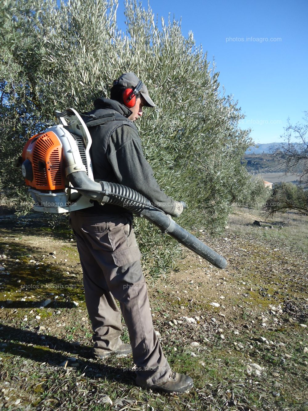 Labores de olivar