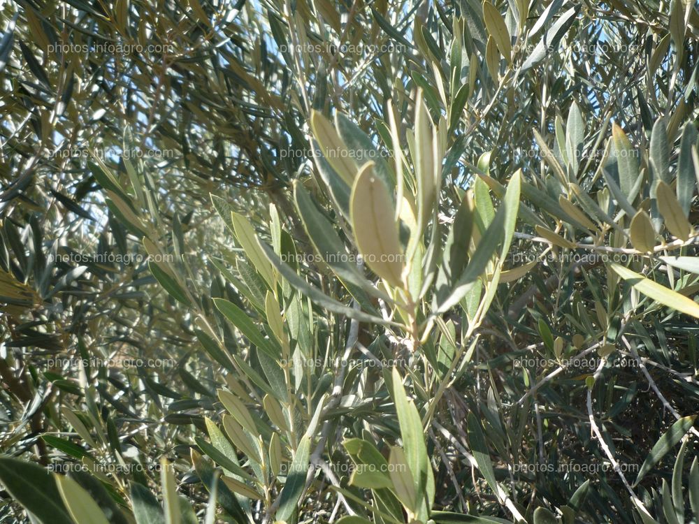 Hojas de olivar