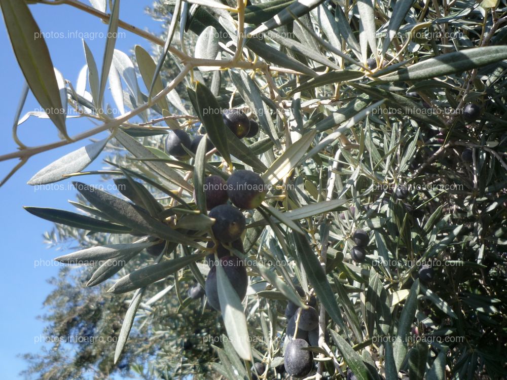 Aceitunas maduras