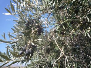Desarrollo de frutos en olivar
