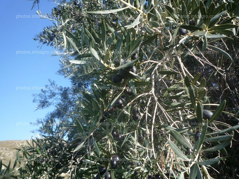 Maduritas Negras