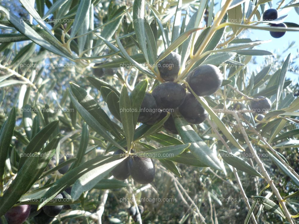 Aceitunas maduras