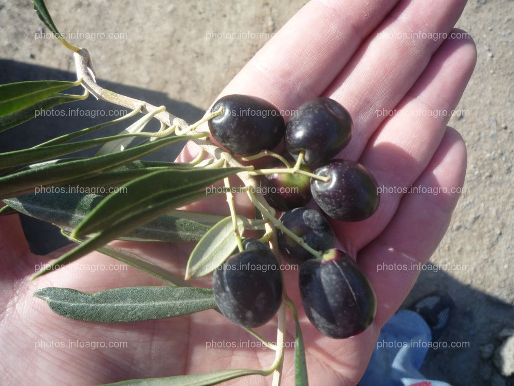 Aceitunas maduras en la mano