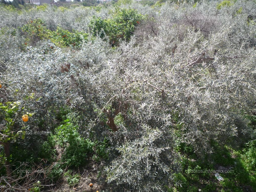 Olea europea L.