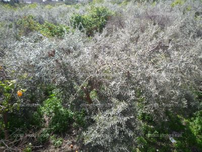 Olea europea L.